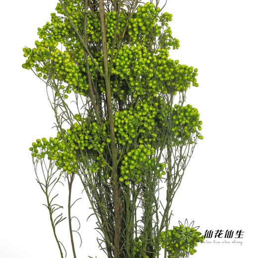 永生花材 | 小米花绿色 商品图2