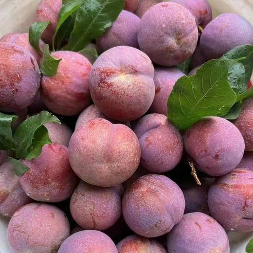 【广东信宜】现摘即发三华李新鲜正宗红心李酸甜脆 商品图0