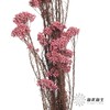 永生花材 | 小米花粉色 商品缩略图3