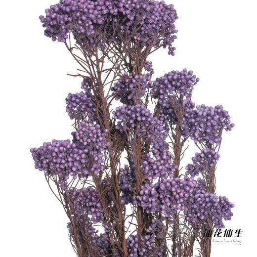 永生花材 | 小米花紫色 商品图0