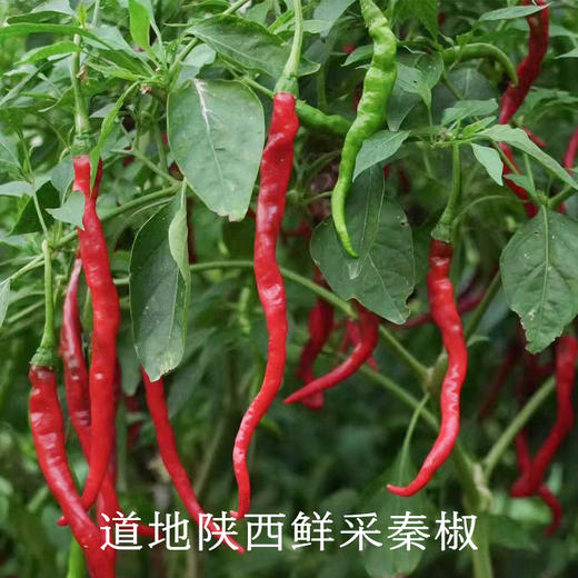 南食召 本真辣椒面 商品图2