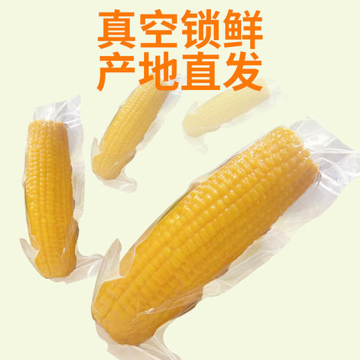 哈尔滨黄糯玉米 商品图1