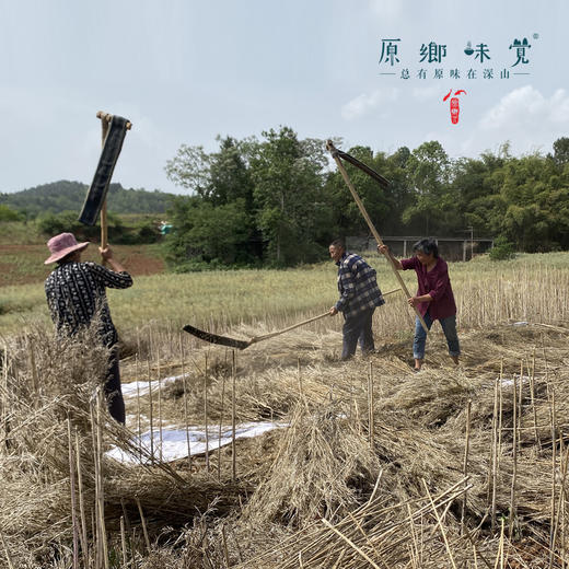 生态小榨菜籽油（成都仓库-顺丰包邮）|2.5L/桶，来自四川简阳，生产者：范华侨、张勇【合作生产，公平贸易】 商品图11