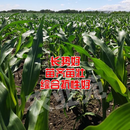 1小瓶·李元霸叶面肥（200克） 商品图3