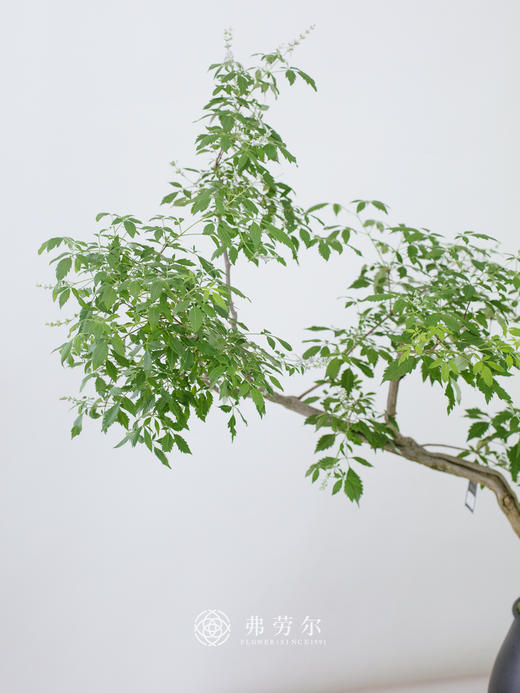 造型黑盆黄荆 商品图2