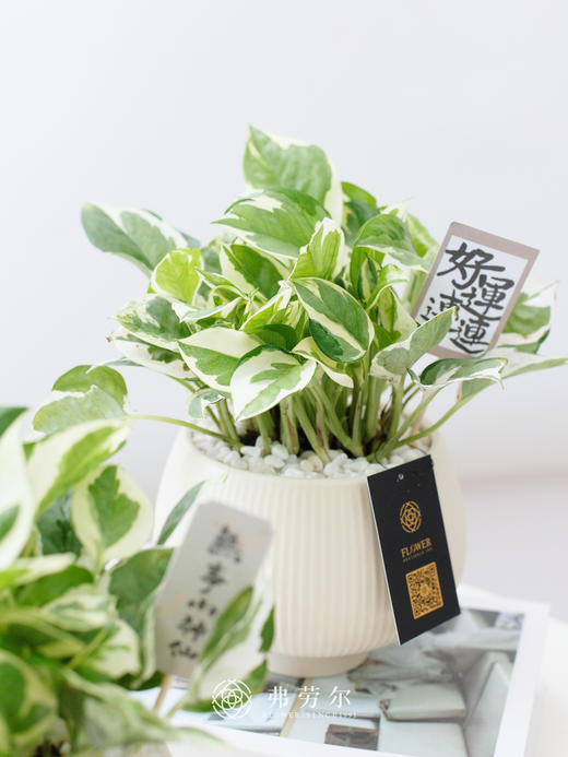 好运连连【白金葛】 商品图1