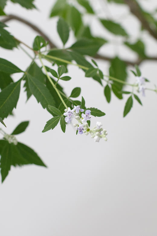 造型黑盆黄荆 商品图3