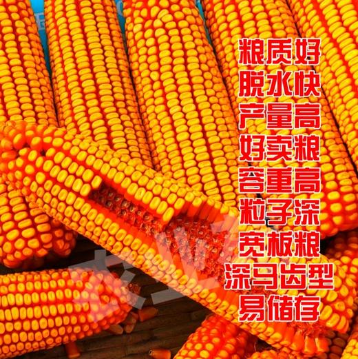 1小瓶·李元霸叶面肥（200克） 商品图8