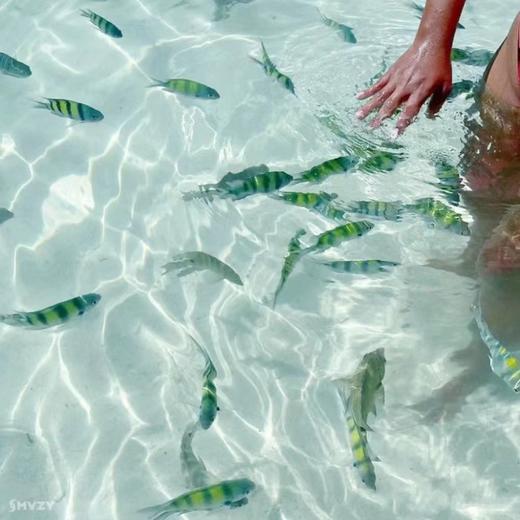 蛋岛亲子游专线【冰淇淋号双体游艇半日体验 I 浮潜 I网红透明皮划艇 I 奖板] 商品图5