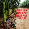 1小瓶·李元霸叶面肥（200克） 商品缩略图4