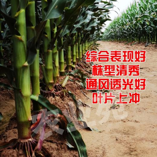 1小瓶·李元霸叶面肥（200克） 商品图4