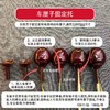 【水果固定工具】车厘子固定托  100个/包 商品缩略图0