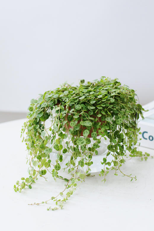 纽扣藤 商品图0