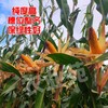 1小瓶·李元霸叶面肥（200克） 商品缩略图6
