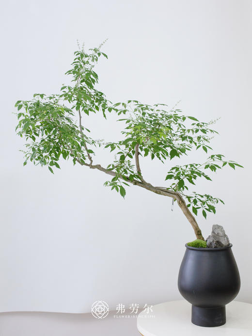 造型黑盆黄荆 商品图0