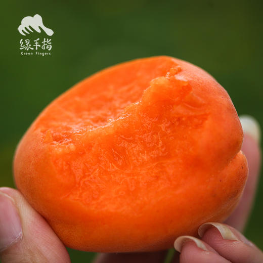 生态大黄杏 | 合作生产*Eco-Apricot | artner Production 商品图5