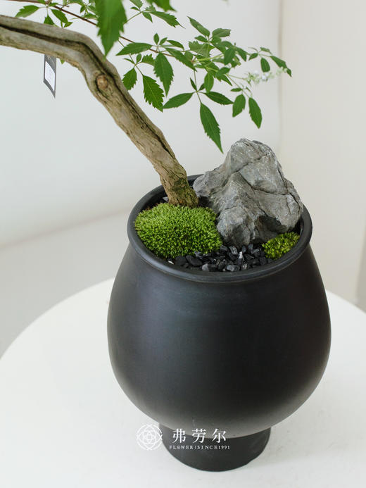 造型黑盆黄荆 商品图1