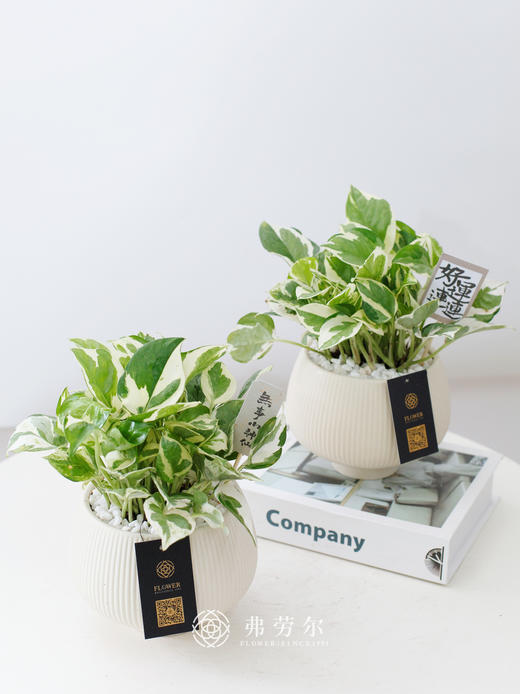 好运连连【白金葛】 商品图0