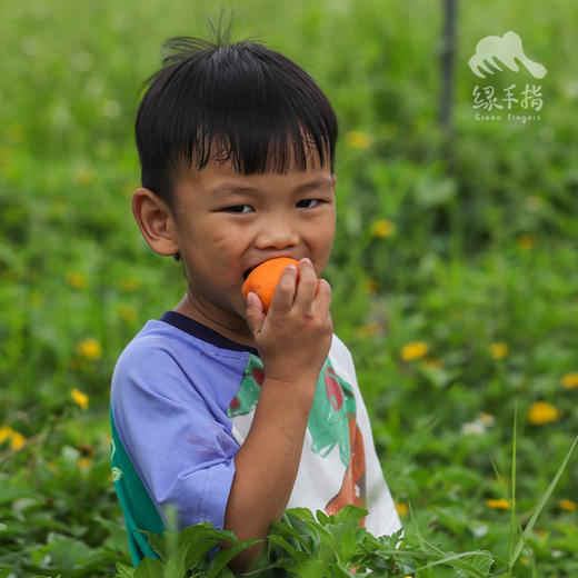 生态大黄杏 | 合作生产*Eco-Apricot | artner Production 商品图1