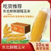 哈尔滨黄糯玉米 商品缩略图0