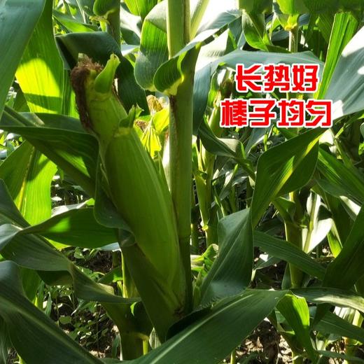 1小瓶·李元霸叶面肥（200克） 商品图5