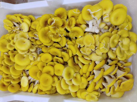 云南鸡油磨2斤 商品图2