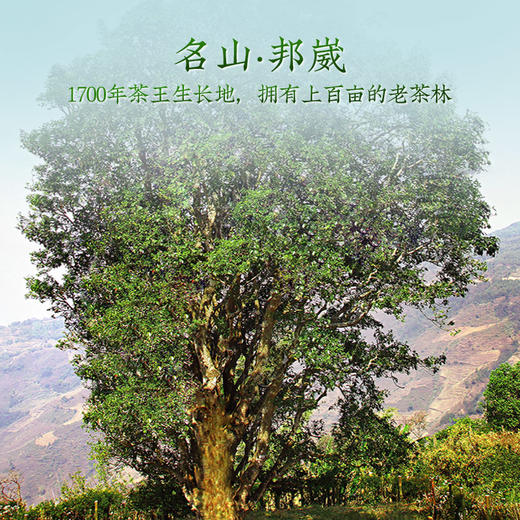 澜沧古茶2024年邦崴小饼（2011年原料）罐装普洱老生茶自饮好茶叶120g/罐 商品图1