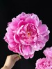 独家记忆芍药花5支 商品缩略图3