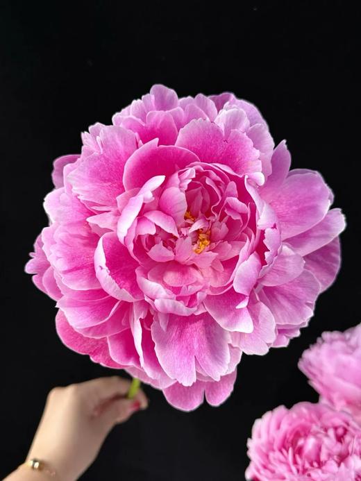 独家记忆芍药花5支 商品图3