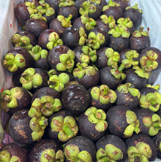 泰国空运山竹 7A大果 商品图14