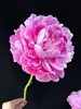 独家记忆芍药花5支 商品缩略图4