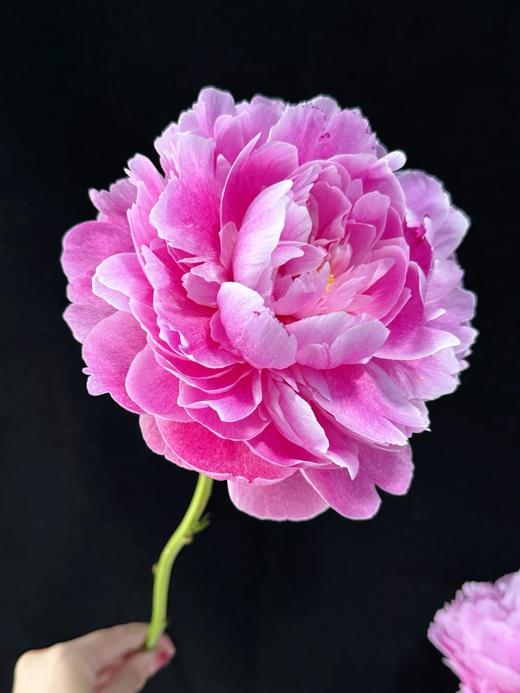 独家记忆芍药花5支 商品图4