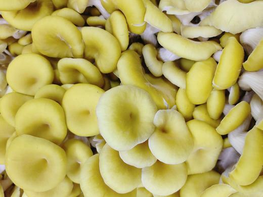 云南鸡油磨2斤 商品图0