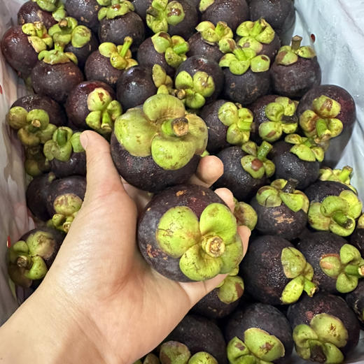 泰国空运山竹 7A大果 商品图13