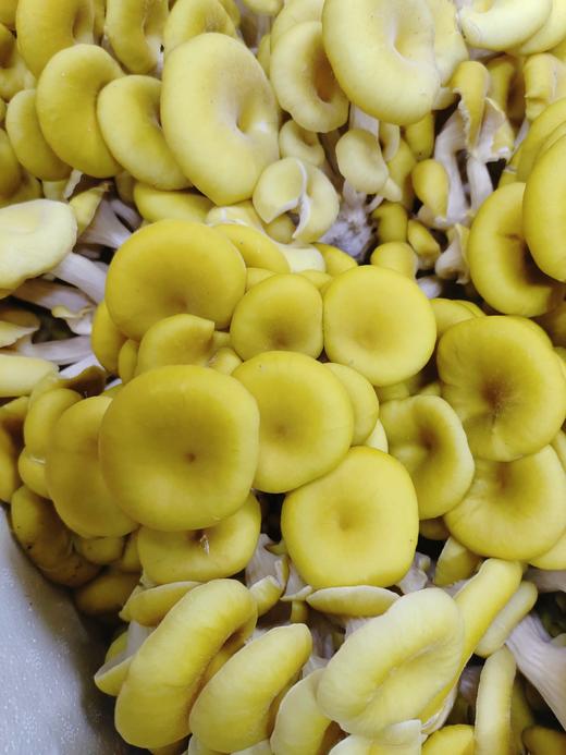 云南鸡油磨2斤 商品图1