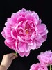 独家记忆芍药花5支 商品缩略图5