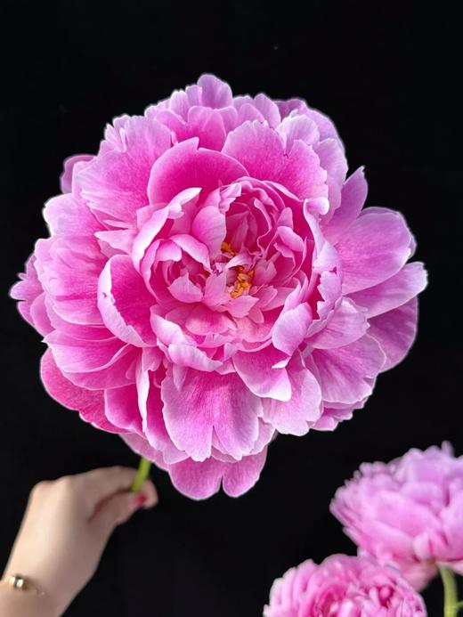 独家记忆芍药花5支 商品图5