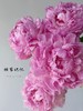 独家记忆芍药花5支 商品缩略图1