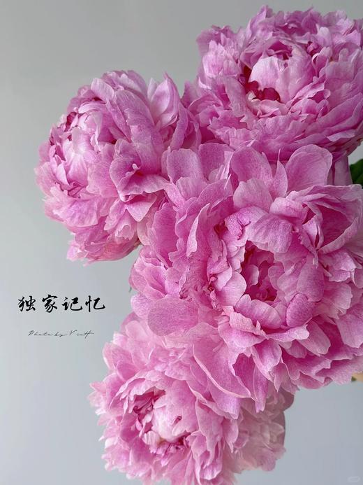 独家记忆芍药花5支 商品图1