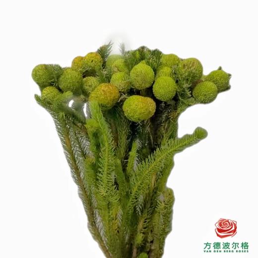 南非珊瑚果-绿色  50CM 商品图0