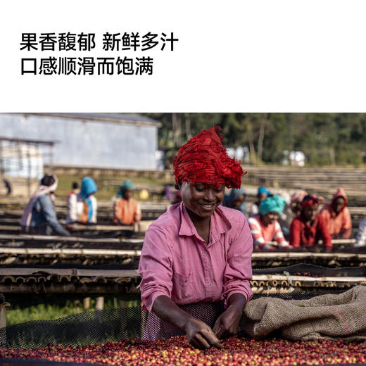 埃塞 西达摩 2024 TOH日晒冠军 甄选手冲咖啡豆 商品图4