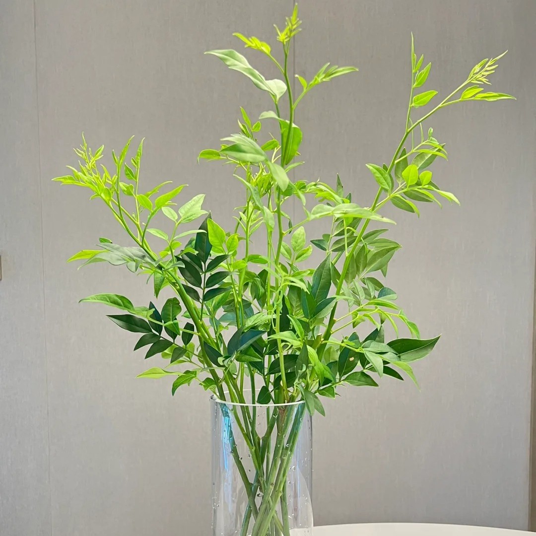 叶材九星叶一扎