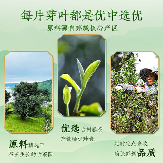 澜沧古茶2024年邦崴小饼（2011年原料）罐装普洱老生茶自饮好茶叶120g/罐 商品图2
