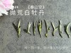 【2024春茶来了】2024抛荒白牡丹《春山空》，干茶长相酷似白毫银针，有史以来等级zui高的抛荒白牡丹 商品缩略图2