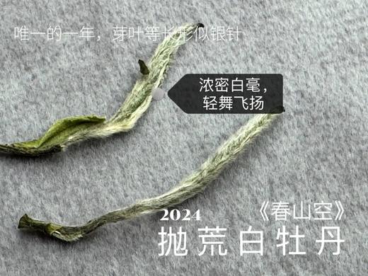 【2024春茶来了】2024抛荒白牡丹《春山空》，干茶长相酷似白毫银针，有史以来等级zui高的抛荒白牡丹 商品图3