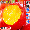 【超级好吃的黄心油桃！】肉甜多汁！桃香浓郁！红亮迷人！新鲜采摘树上自然熟！一口下去！爽脆利落！-YT01 商品缩略图1