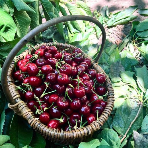 【旅游】汶川车厘子采摘+牟托羌寨一日游 商品图1