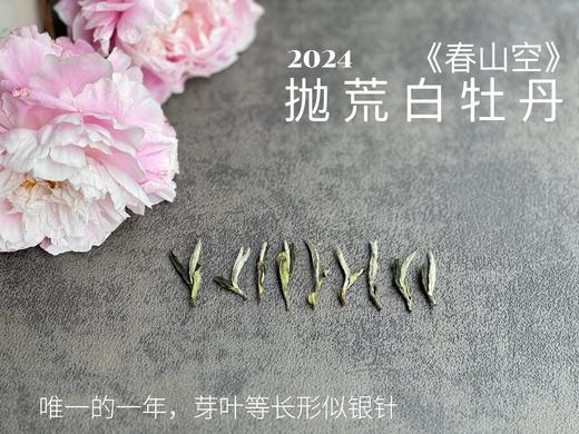 【2024春茶来了】2024抛荒白牡丹《春山空》，干茶长相酷似白毫银针，有史以来等级zui高的抛荒白牡丹 商品图4
