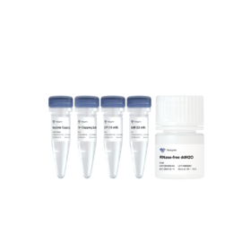 Vaccinia Capping Enzyme (10 U/μl)