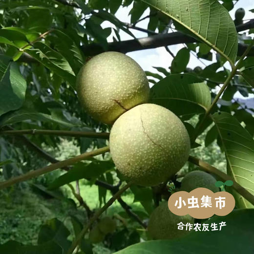 生态分心木 40g/袋 | 合作农友生产，产自云南省永仁县，生产者：康丽 &【公平贸易农人定价】 商品图7